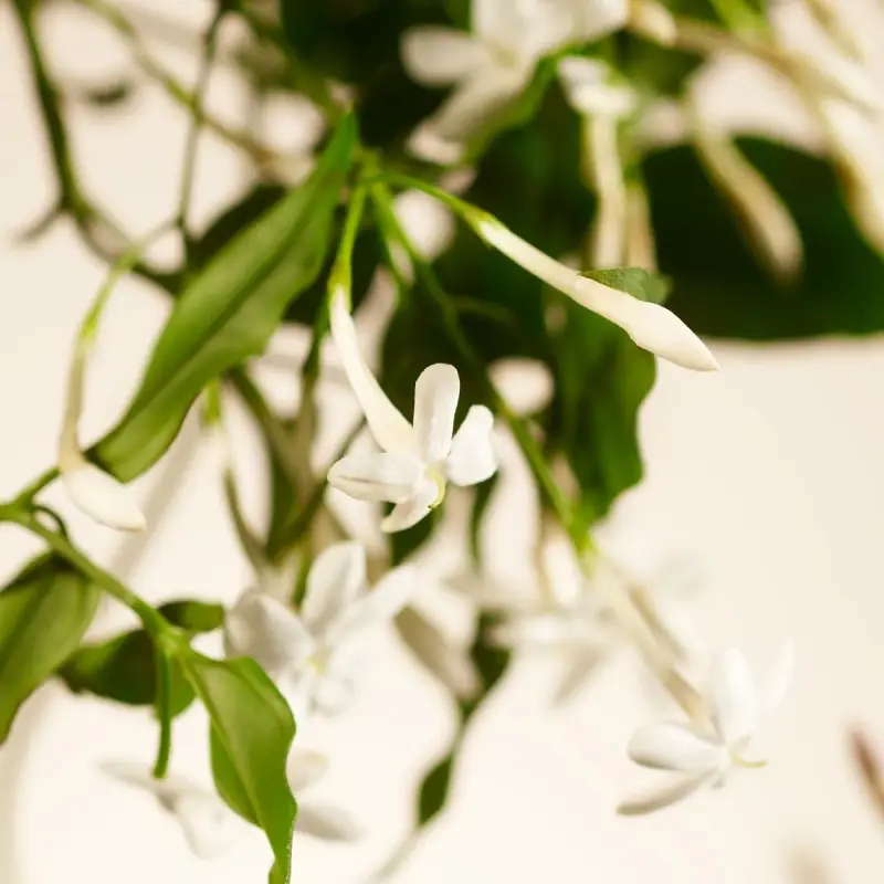 Private Collection Sweet Jasmine Fragrance Sticks - Diffusori di profumo miniatura 4