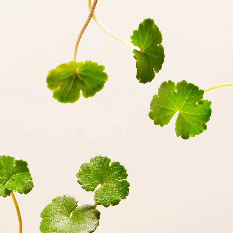 The Ritual of Namaste Ageless Firming Serum Refill - Trattamento antietà pelli mature, Siero antirughe miniatura 5