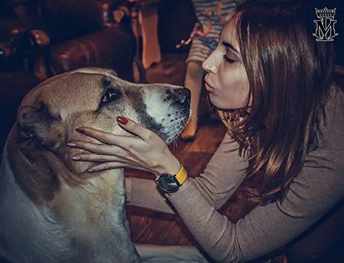 SHENGKE Orologio da donna minimalista Cinturino in pelle ultrasottile Orologio da donna al quarzo moda impermeabile miniatura 3