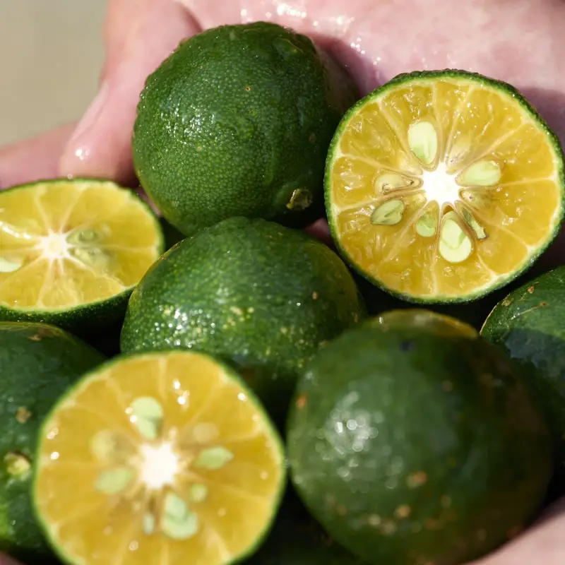 Waso SHIKULIME Gel-To-Oil Cleanser - Gel detergente viso miniatura 5