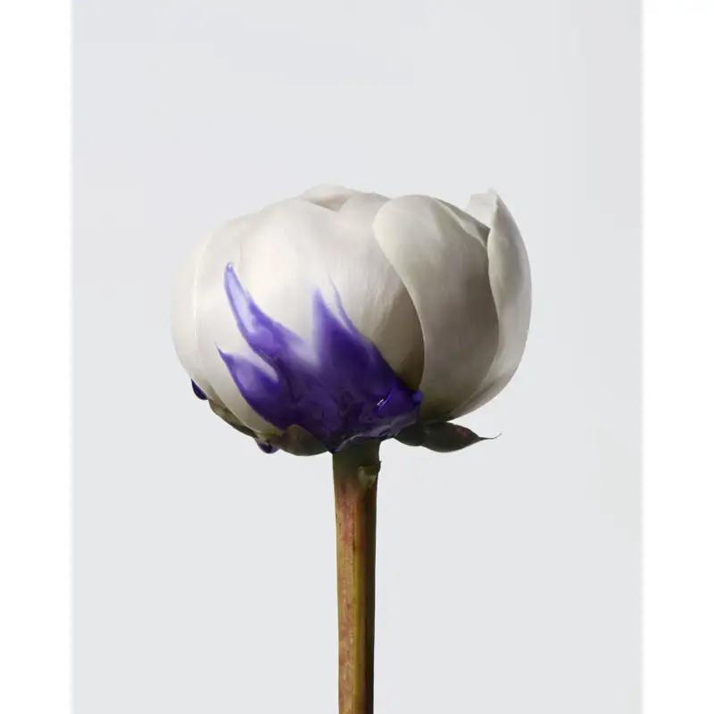 Yubi Blonde Anti-Brass Thermo Protection Purple Serum - Siero capelli miniatura 2