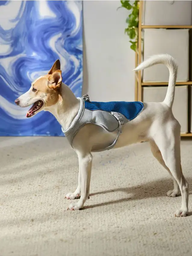 Abbigliamento rinfrescante per animali domestici - blu pallido