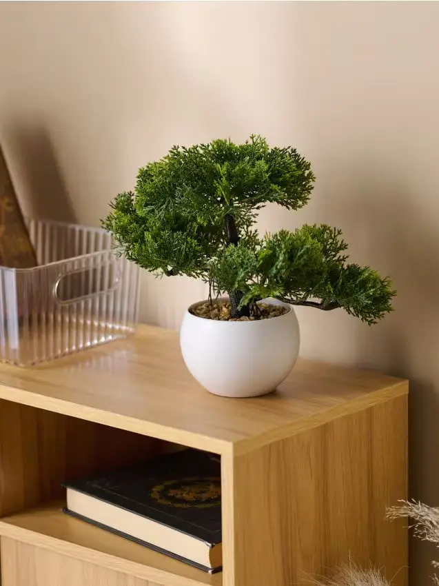 Albero bonsai in vaso - verde
