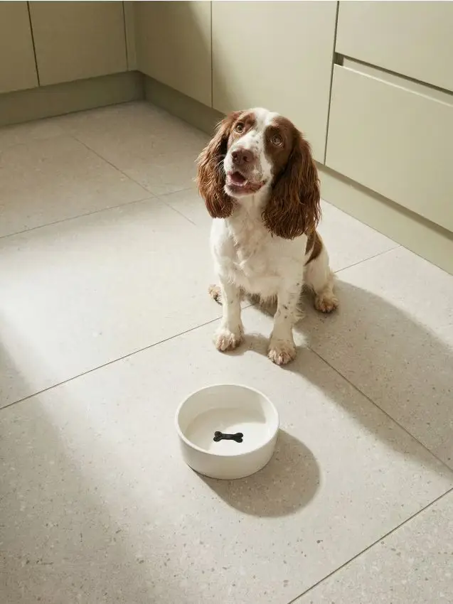 Ciotola in ceramica per animali con design in rilievo di osso - panna