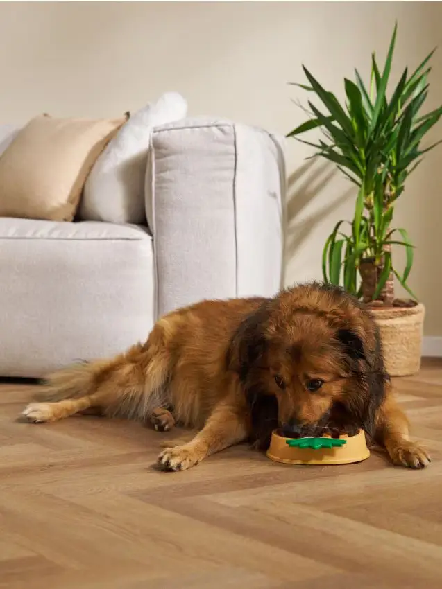 Ciotola per rallentare l alimentazione - giallo