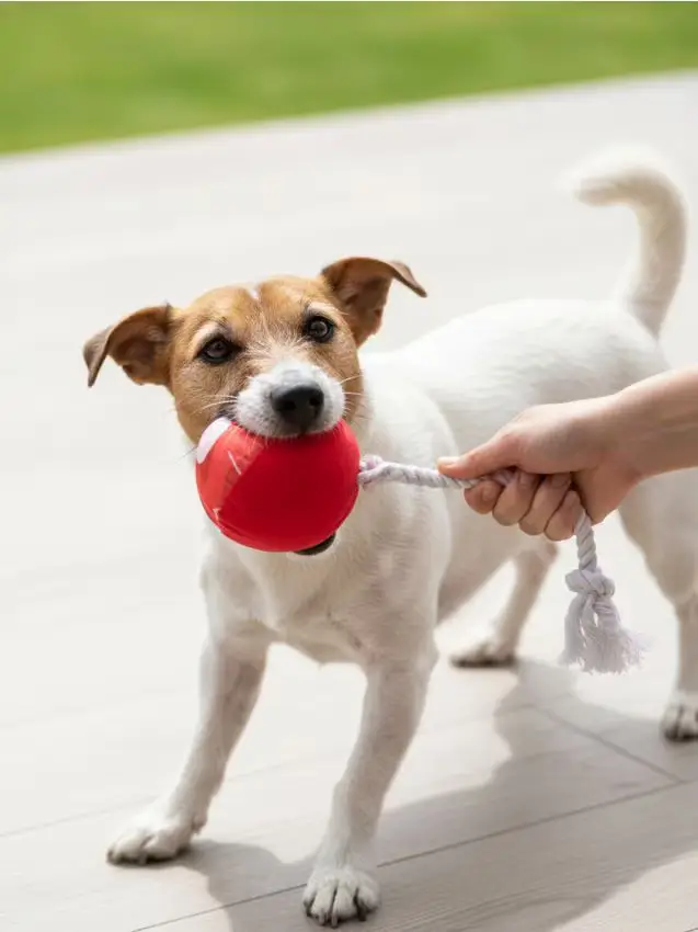 Giocattolo per cani - rosso