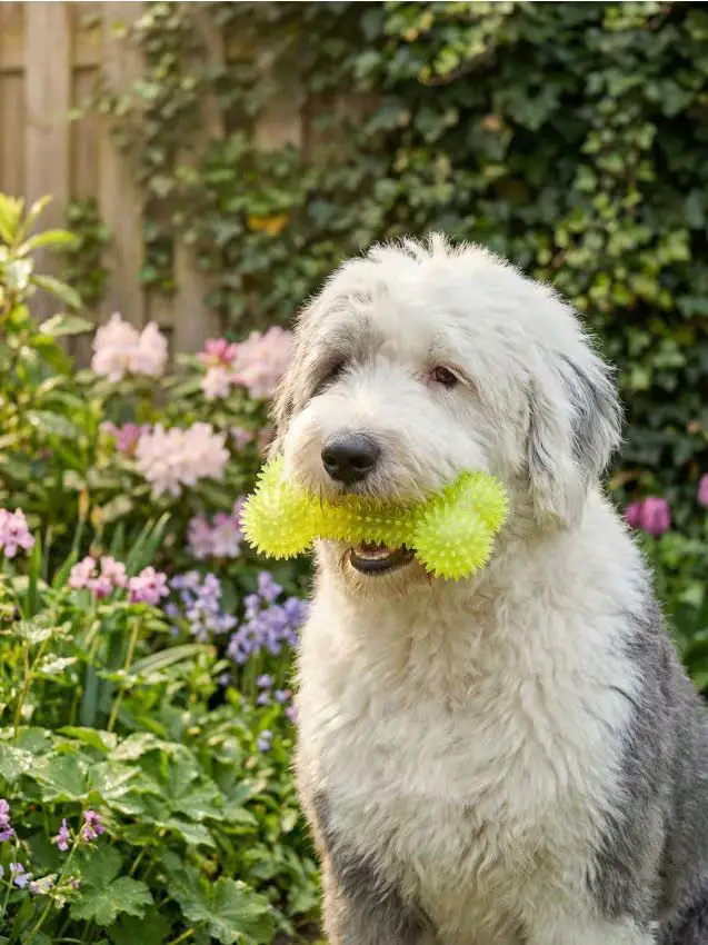 Gioco in gomma per cani con squeaker a forma di osso - verde lime