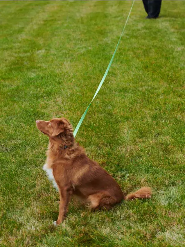 Guinzaglio per cane - verde lime