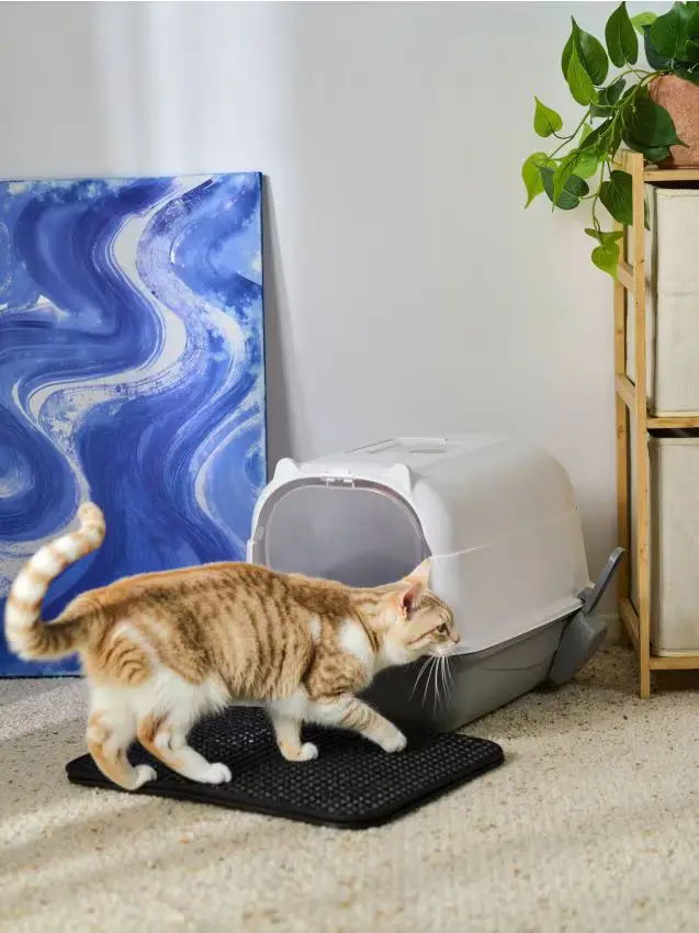 Lettiera per gatti - grigio chiaro