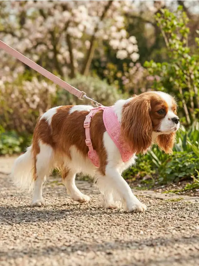 Pettorina per animali con applicazione floreale 3D - rosa