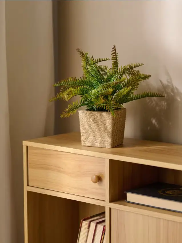 Pianta decorativa in vaso - felce - verde