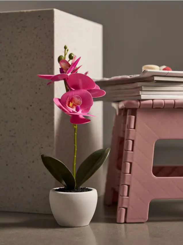 Pianta decorativa in vaso - rosa