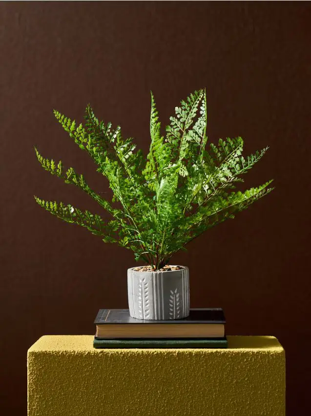 Pianta decorativa in vaso - verde