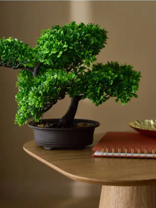 Pianta decorativa in vaso - verde