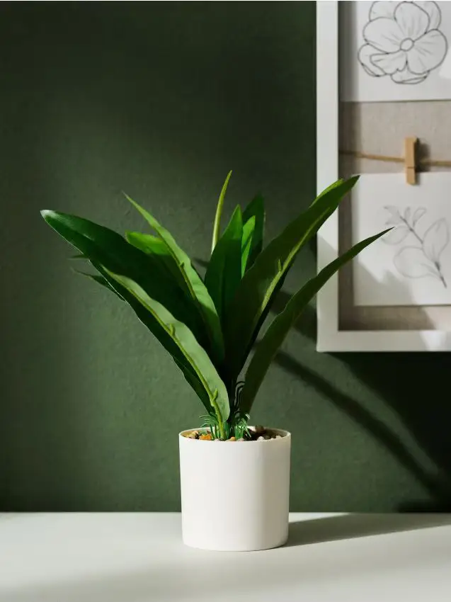 Pianta decorativa in vaso - verde