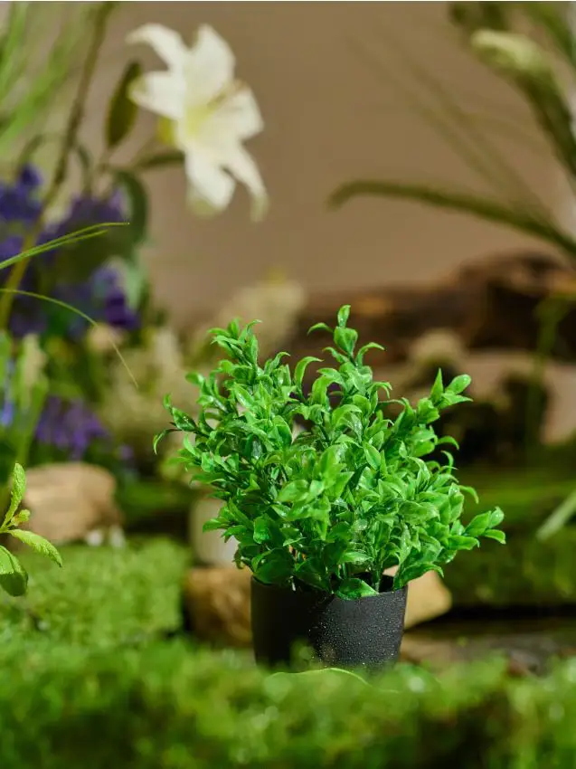 Pianta decorativa in vaso - verde