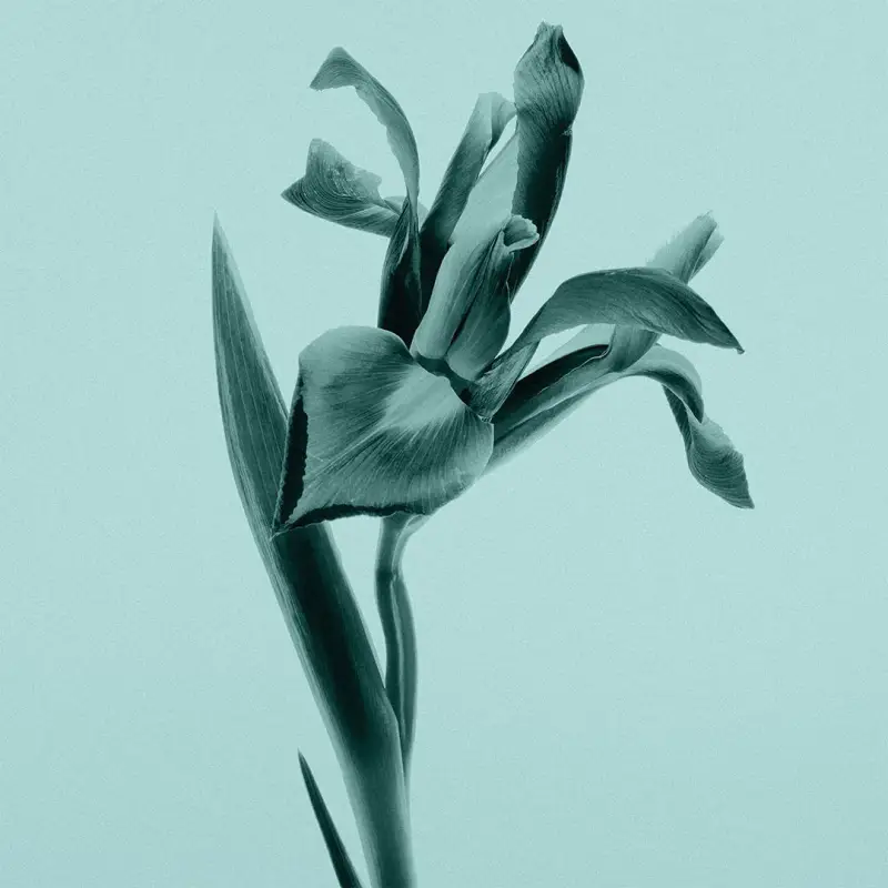 Tiffany & Co. Eau de Parfum Donna Verde 3061537 miniatura 4