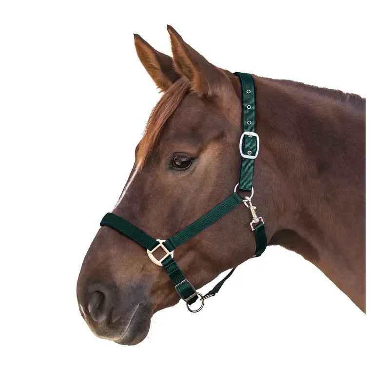 Bitt per cavallo satinato Waldhausen